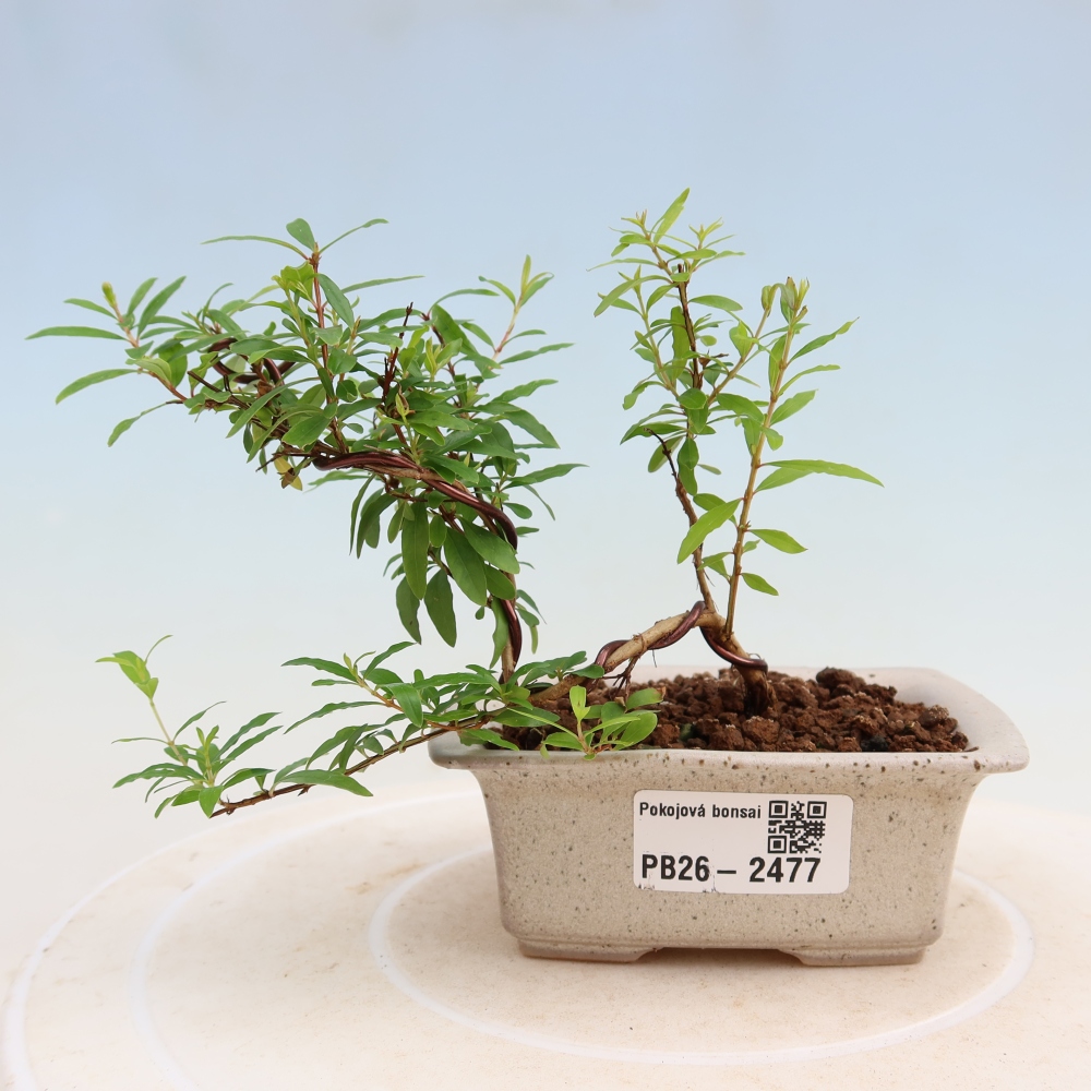 Pokój bonsai - PUNICA granatum nana - jabłko granatu