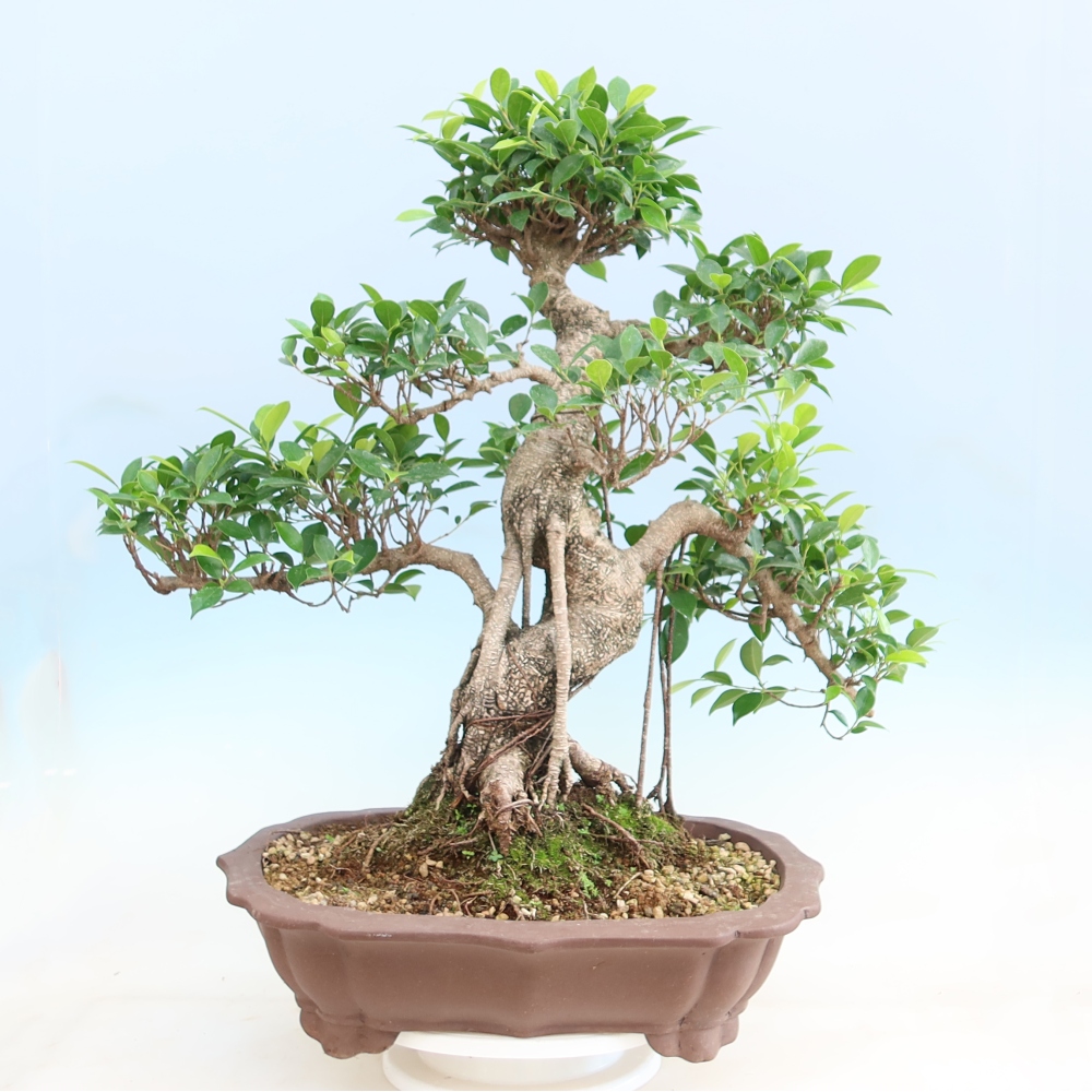 Pokój bonsai - Ficus kimmen - figowiec drobnolistny