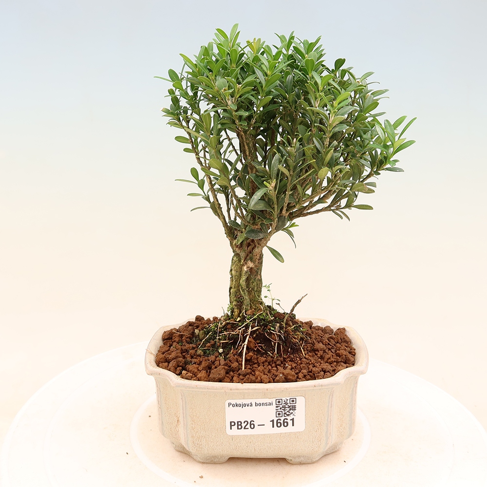 Pokój bonsai - Buxus harlandii - buxus korkowy