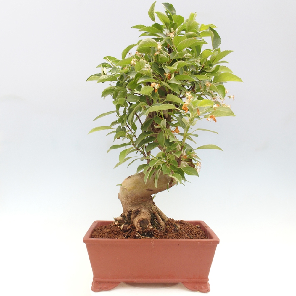 Bonsai plenerowe - Malus Halliana - Jabłoń drobnoowocowa