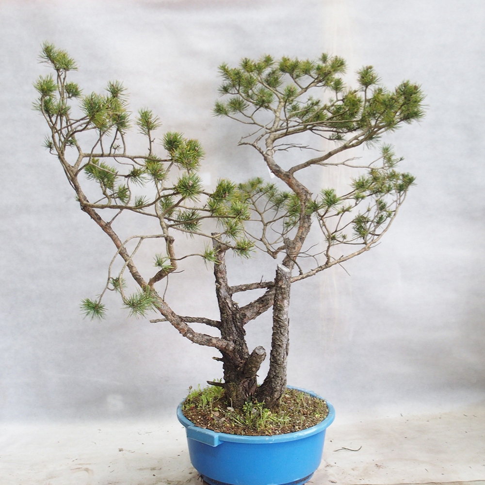 Yamadori - Pinus sylvestris 