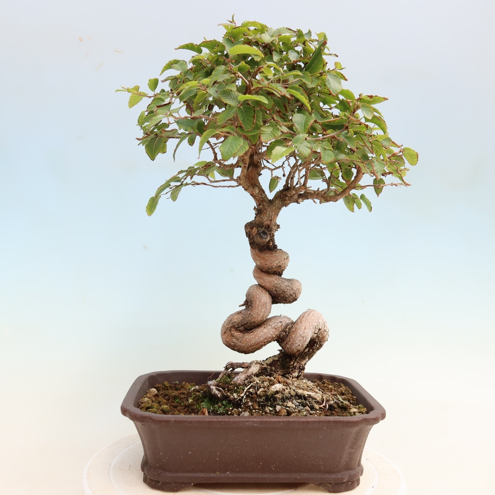 Outdoor bonsai - Carpinus CARPINOIDES - grab koreański
