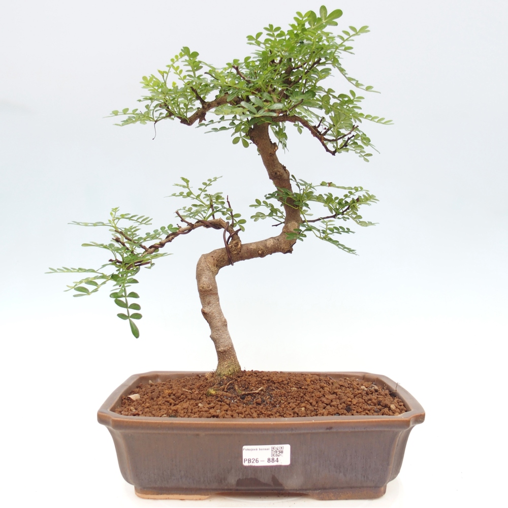 Pokój bonsai - Zantoxylum piperitum - drzewo pieprzowe