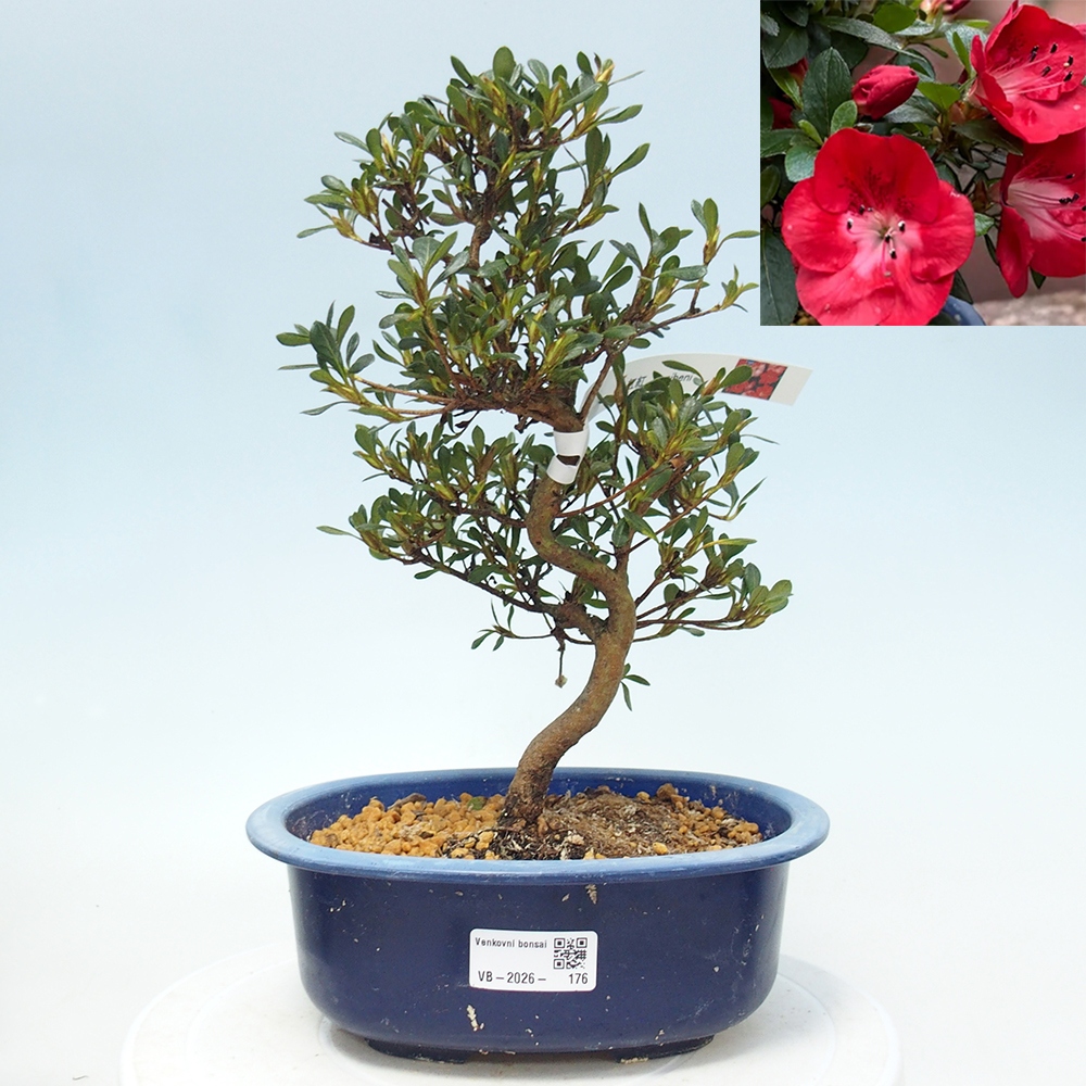 Bonsai zewnętrzne - Azalia japońska - Azalia Benibeni
