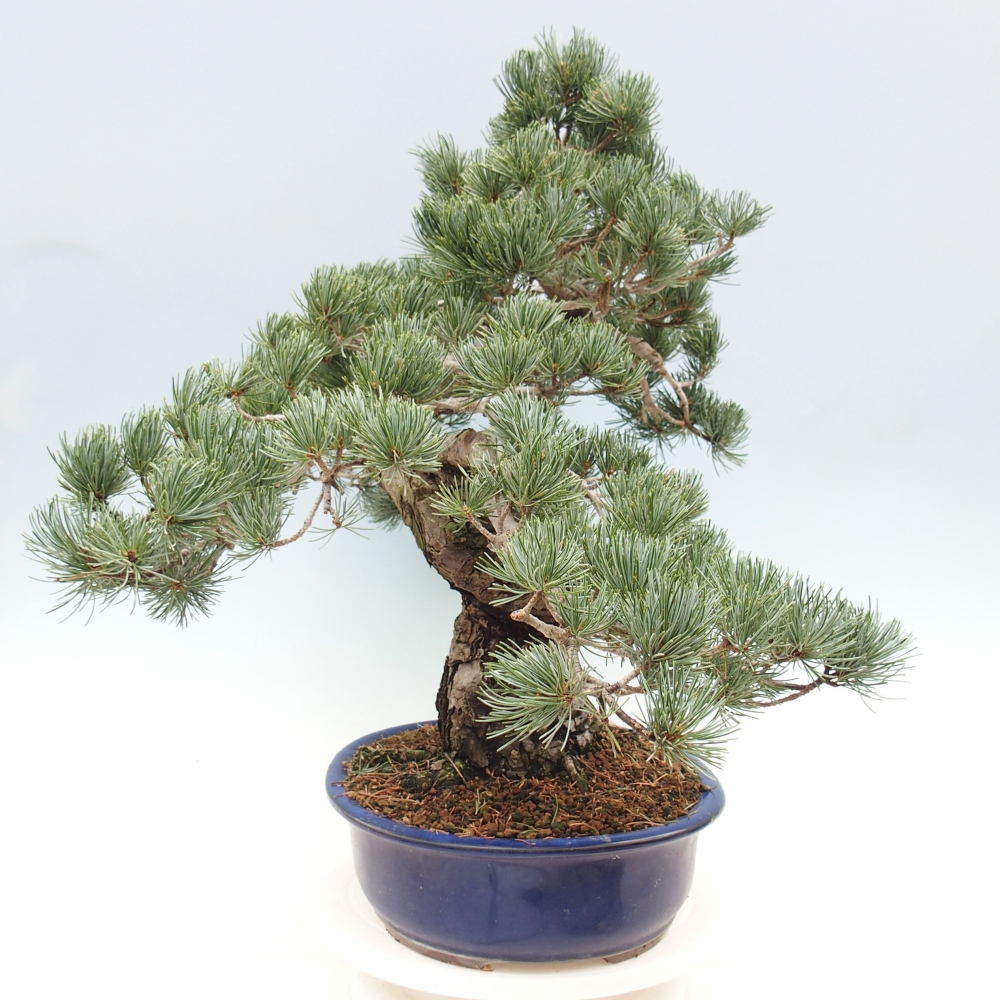 Outdoor bonsai - Pinus parviflora - Mała sosna