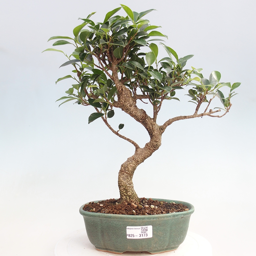 Kryty bonsai - Ficus retusa - figowiec drobnolistny