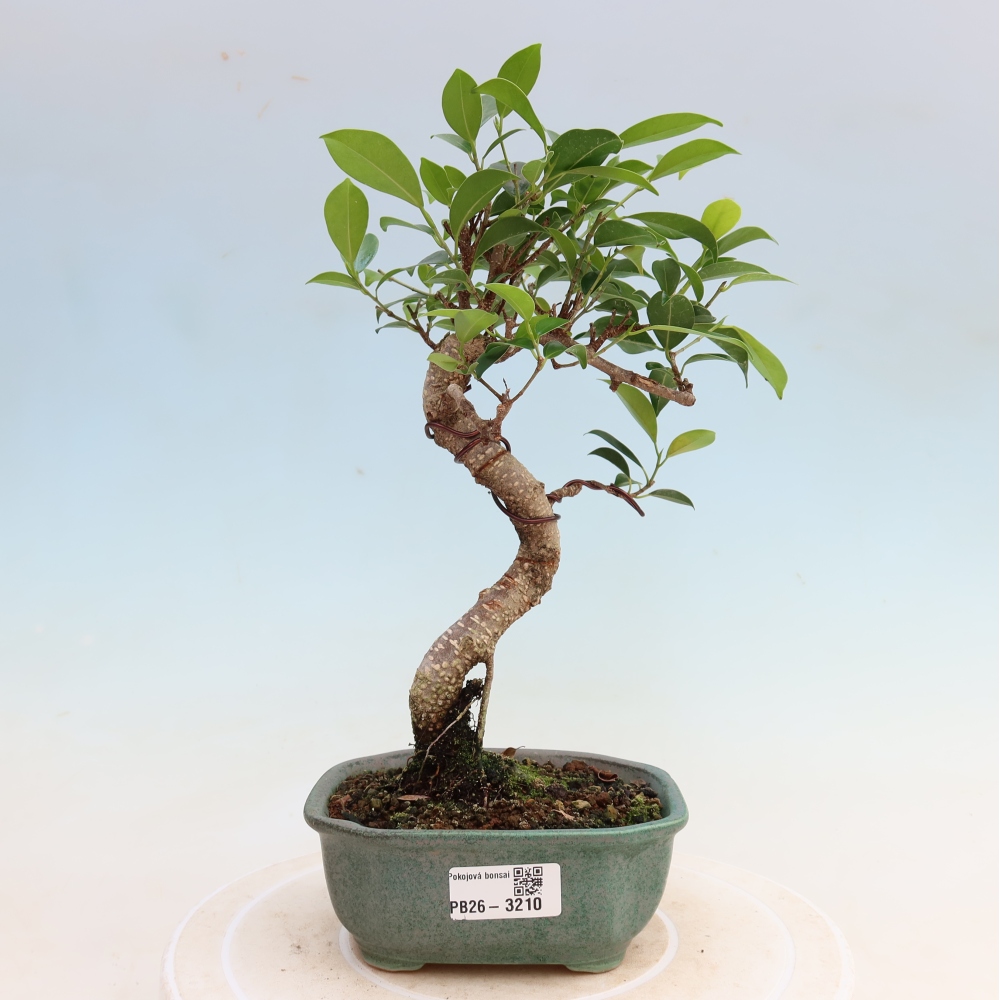 Pokój bonsai - Ficus kimmen - figowiec drobnolistny