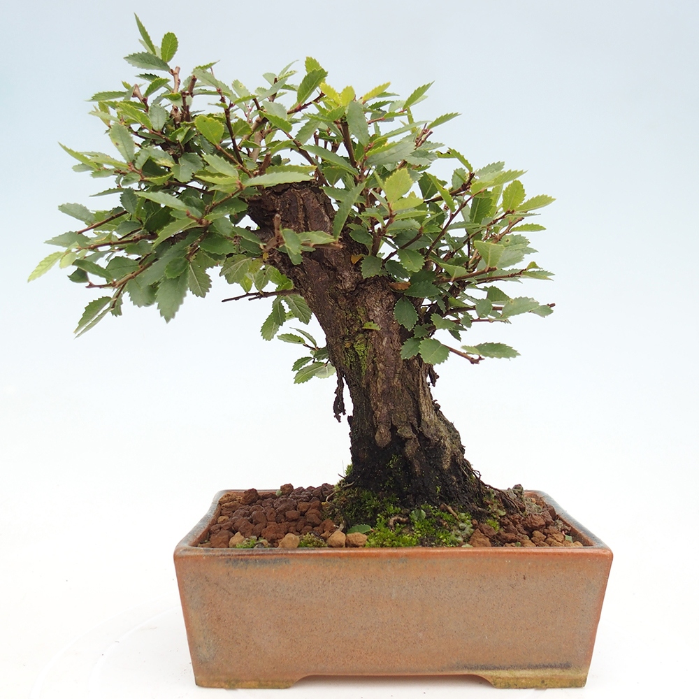 Bonsai zewnętrzne - Zelkova - Zelkova NIRE