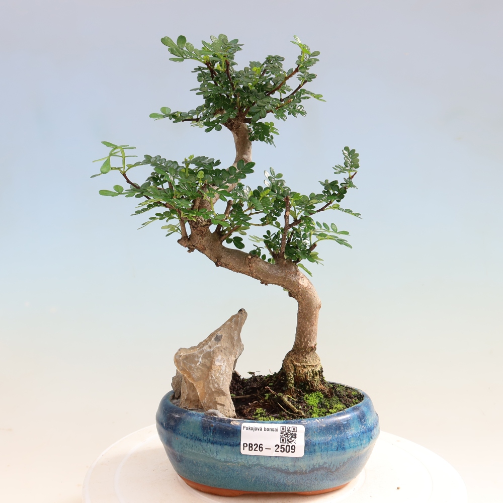 Pokój bonsai - Zantoxylum piperitum - drzewo pieprzowe