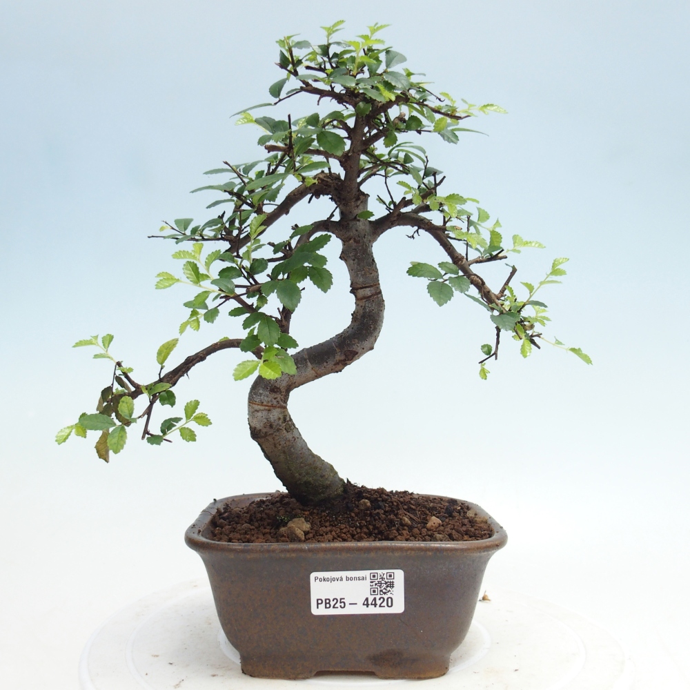 Pokój bonsai - Ulmus parvifolia - Wiąz drobnolistny