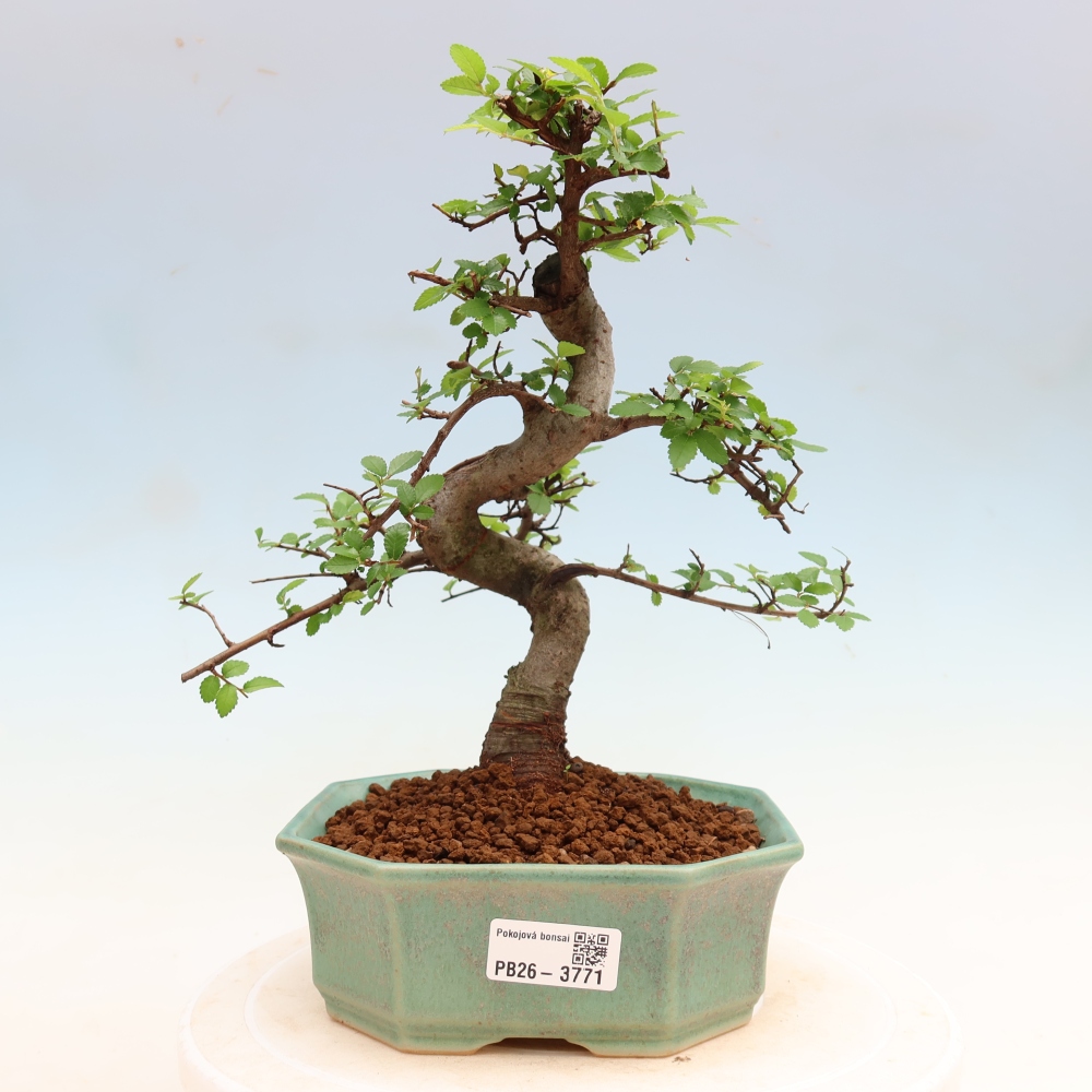 Pokój bonsai - Ulmus parvifolia - Wiąz drobnolistny