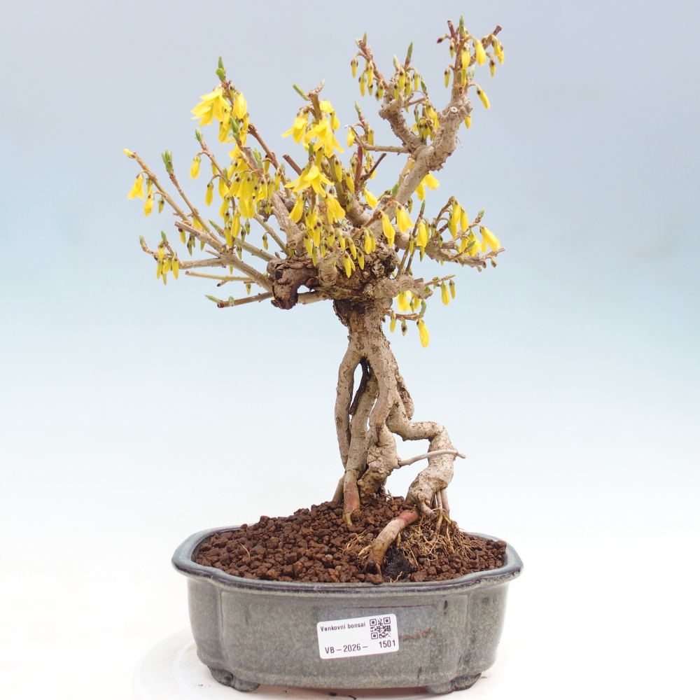 Outdoor bonsai - Zlatice - Forsycja koreańska
