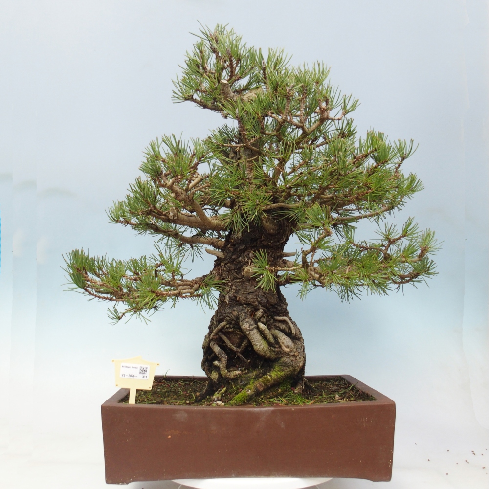 Bonsai zewnętrzne - Pinus sylvestris - Pinus sylvestris