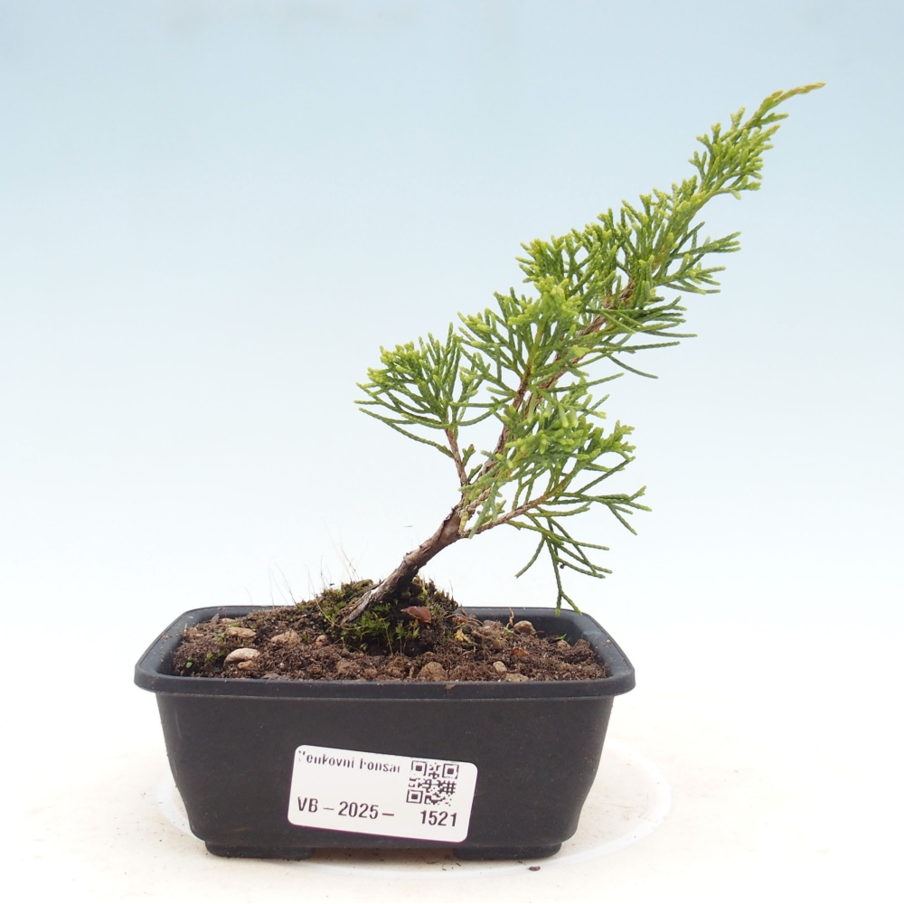 Outdoor bonsai - Juniperus chinensis Itoigawa - Jałowiec chiński