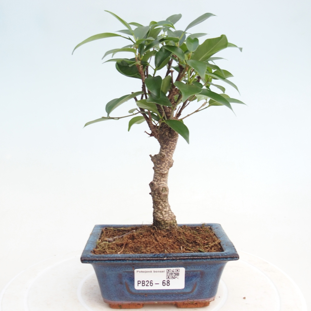 Pokój bonsai Ficus retusa kimmen