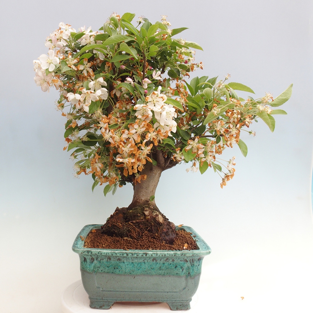 Bonsai plenerowe - Malus Halliana - Jabłoń drobnoowocowa