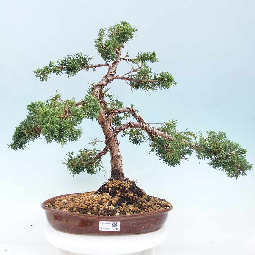 Outdoor bonsai - Juniperus chinensis Kishu - chiński jałowiec