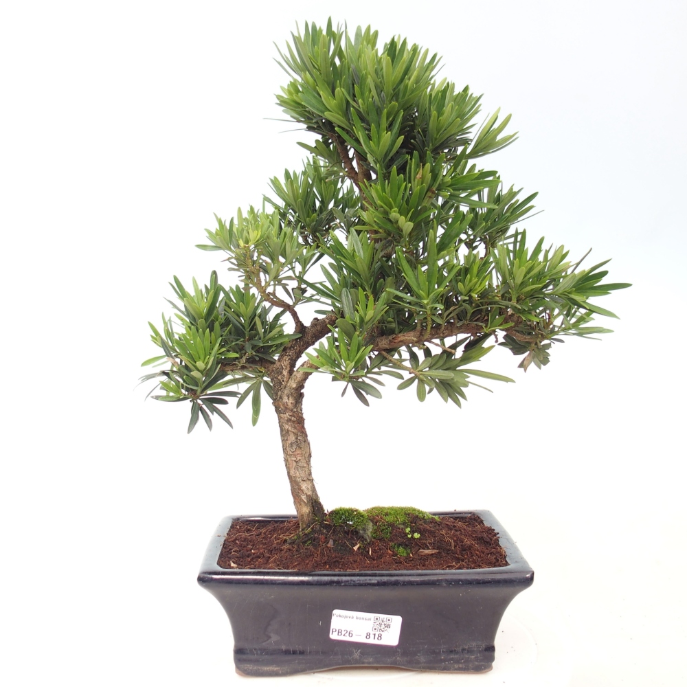 Pokój bonsai - Podocarpus - Kamienny cis