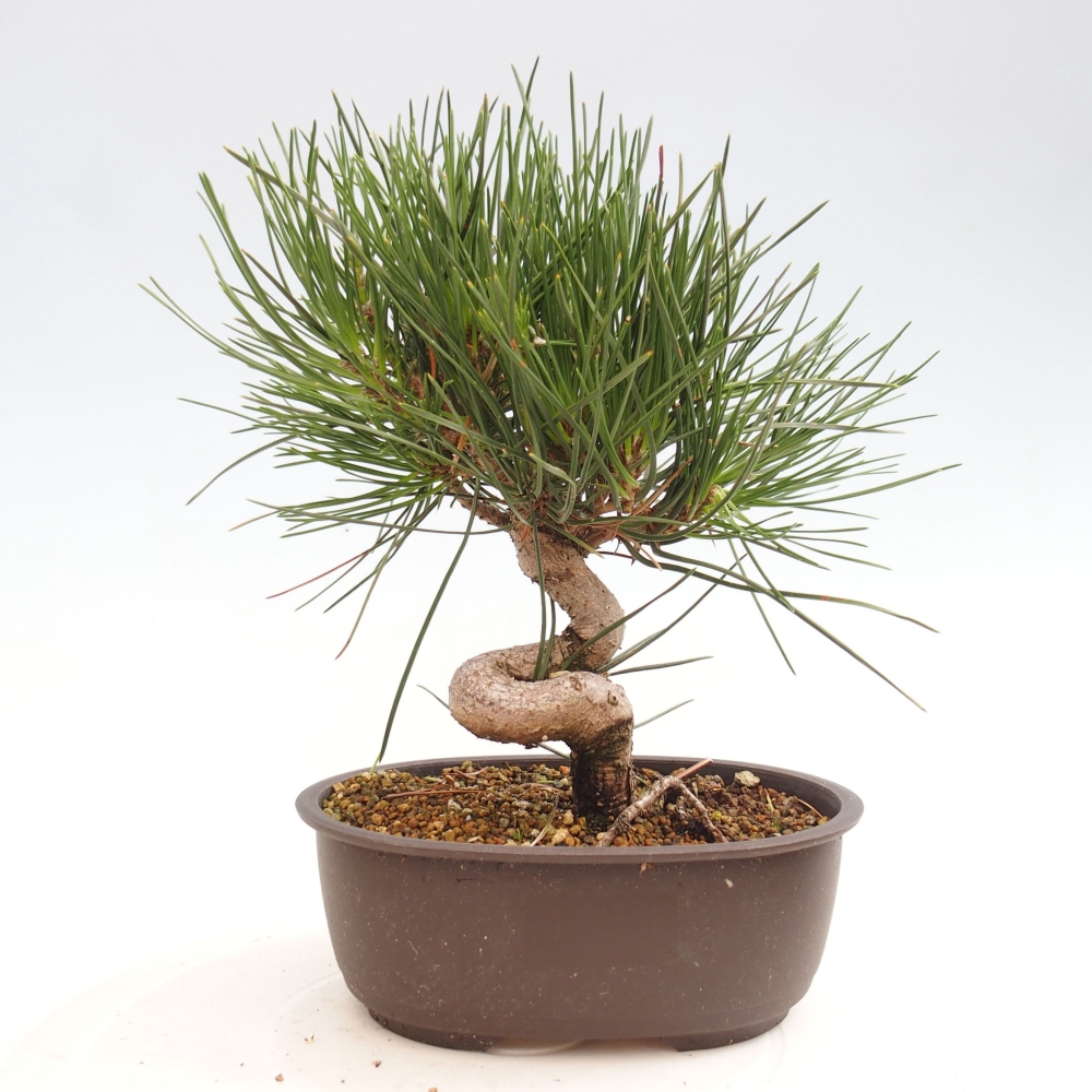 Bonsai ogrodowe - Pinus thunbergii - Sosna Thunbergia