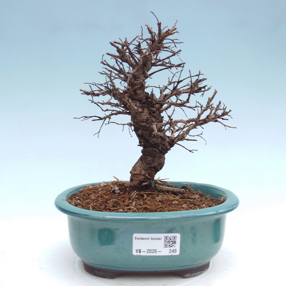 Bonsai zewnętrzne - Zelkova - Zelkova NIRE