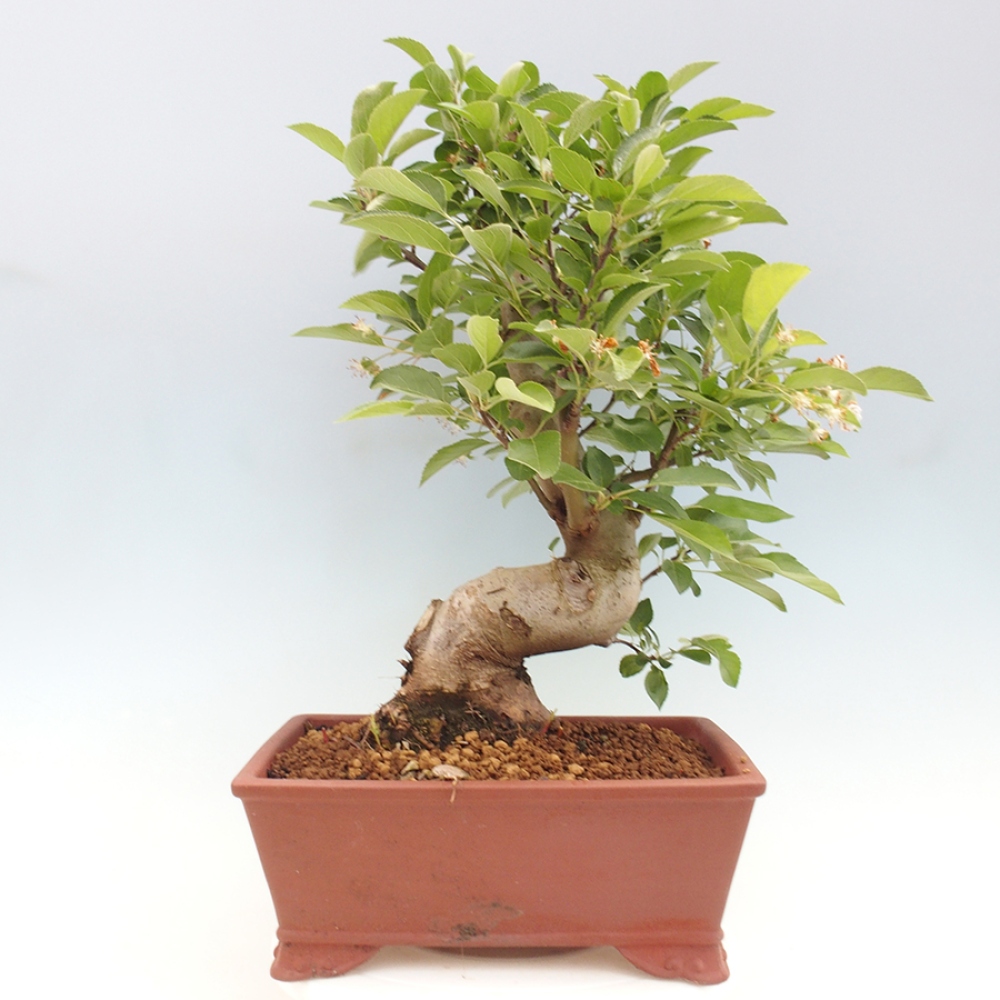Bonsai plenerowe - Malus Halliana - Jabłoń drobnoowocowa