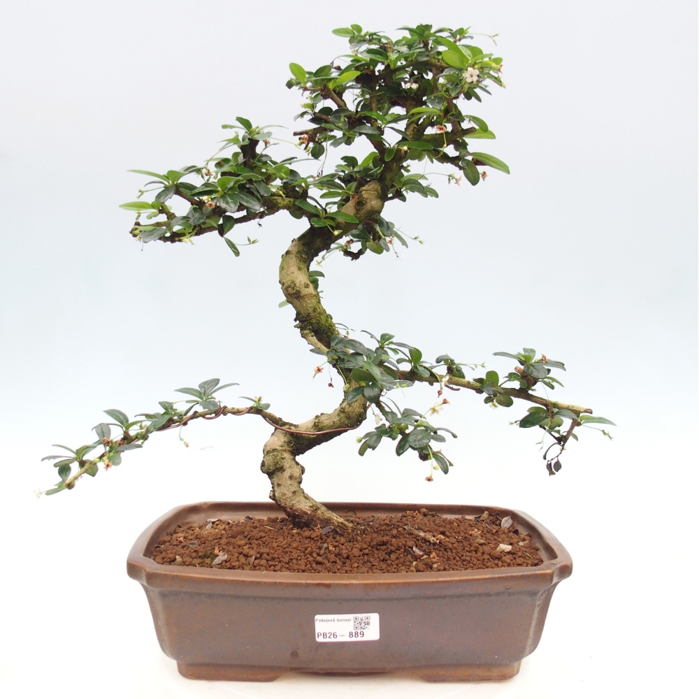 Bonsai pokojowe - Carmona macrophylla - Tea fuki