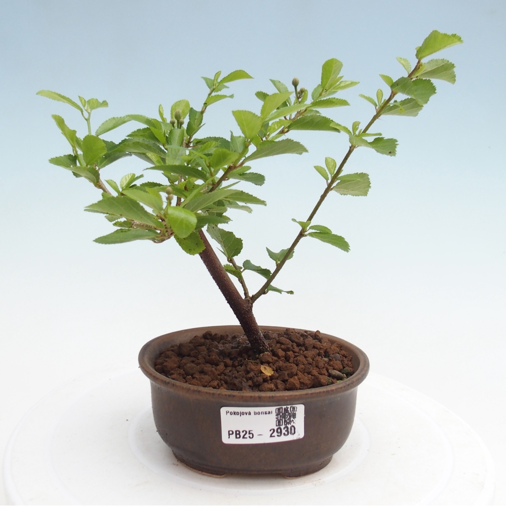 Kryty bonsai - Grewia occidentalis - Lawendowa gwiazda