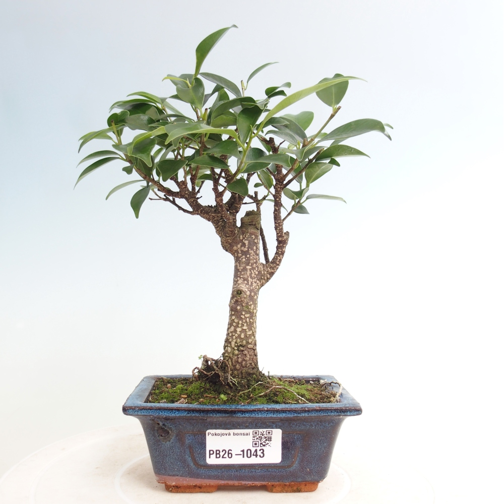 Pokój bonsai Ficus retusa kimmen