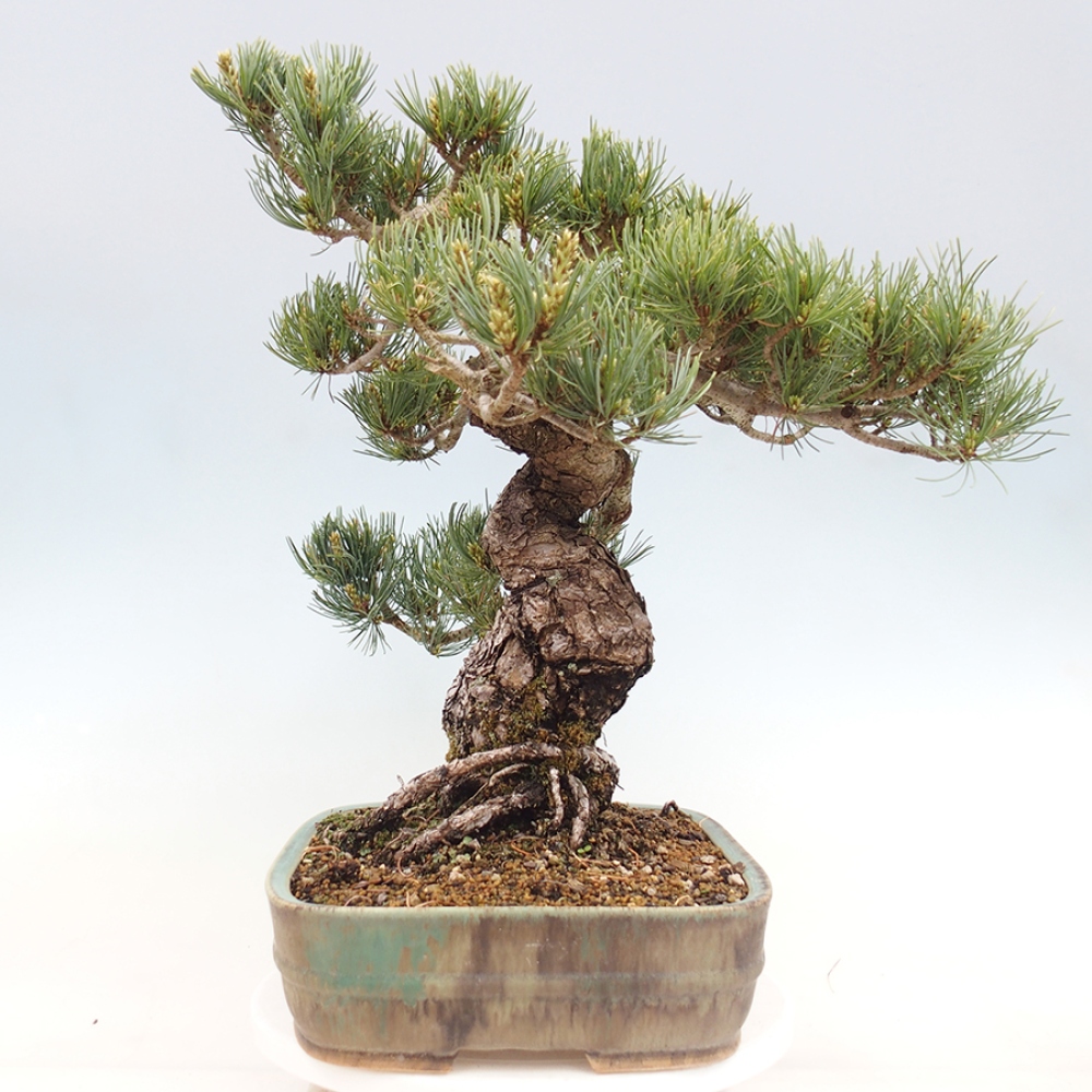 Outdoor bonsai - Pinus parviflora - Pinus parviflora