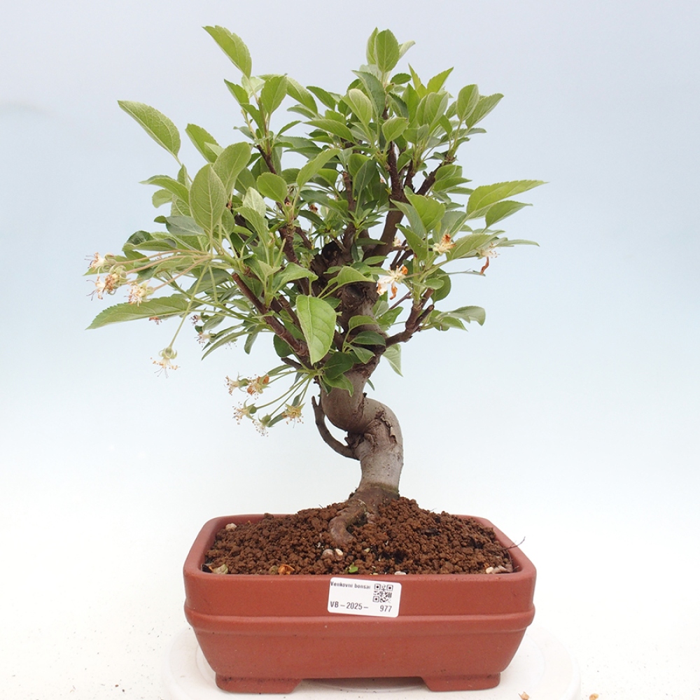 Bonsai plenerowe - Malus Halliana - Jabłoń drobnoowocowa