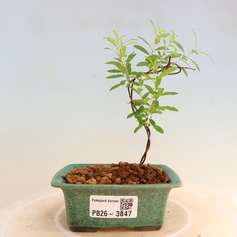 Pokój bonsai - PUNICA granatum nana - jabłko granatu