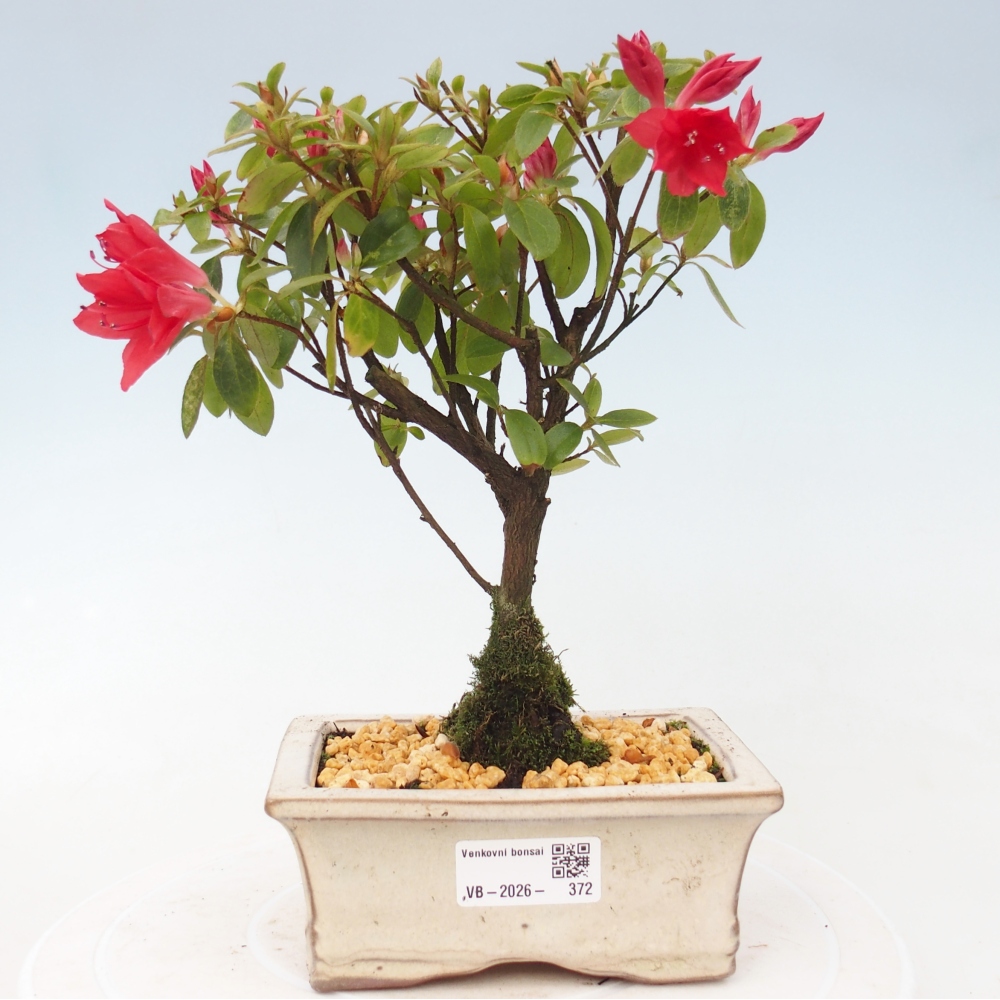 Outdoor bonsai - Azalia japońska - Azalea sp.