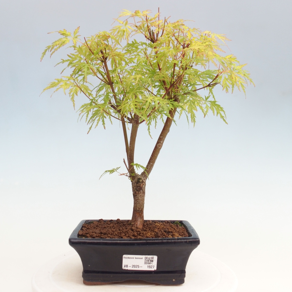 Outdoor bonsai - Acer palmatum Dissectum - Klon japoński 