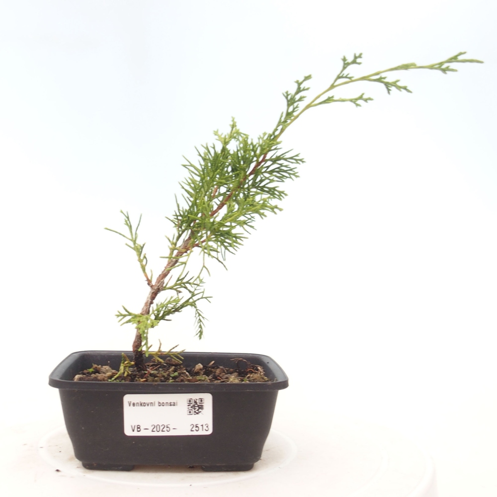 Outdoor bonsai - Juniperus chinensis Itoigawa - Jałowiec chiński