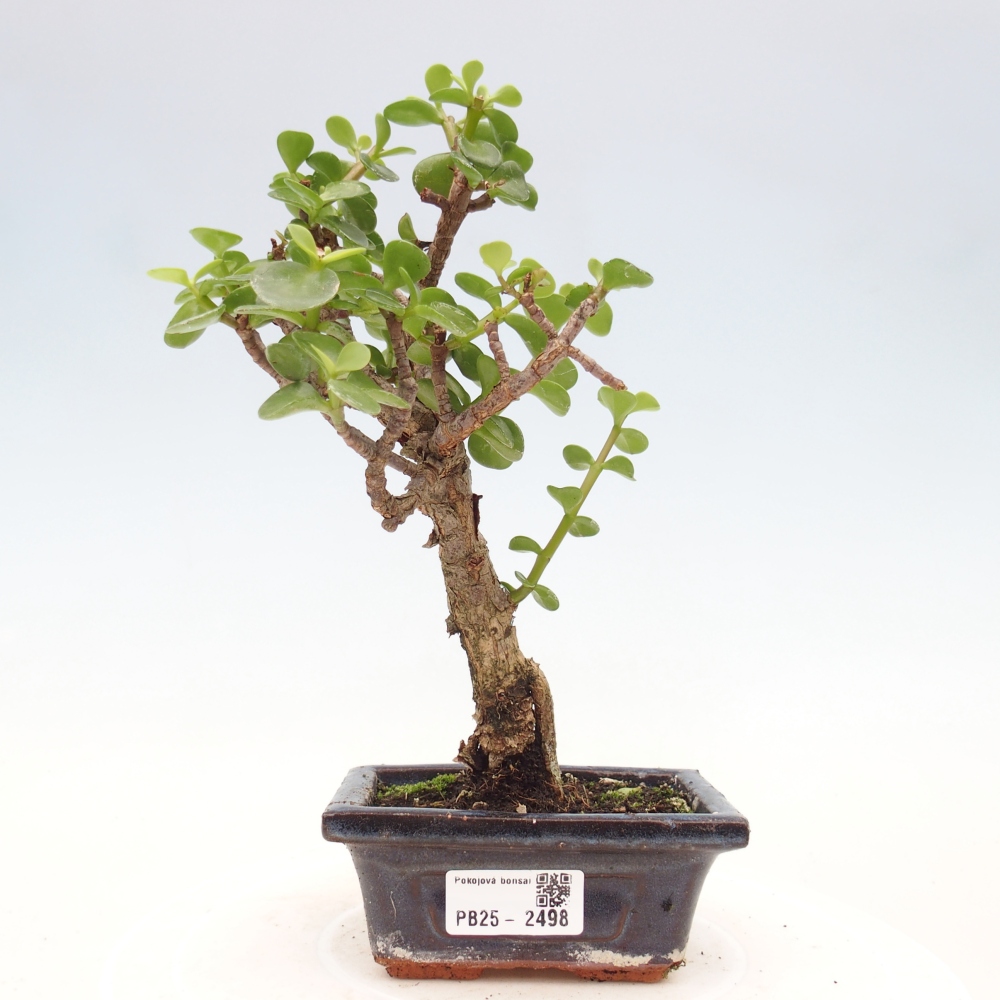 Kryty bonsai - Portulakaria Afra - Tlustice