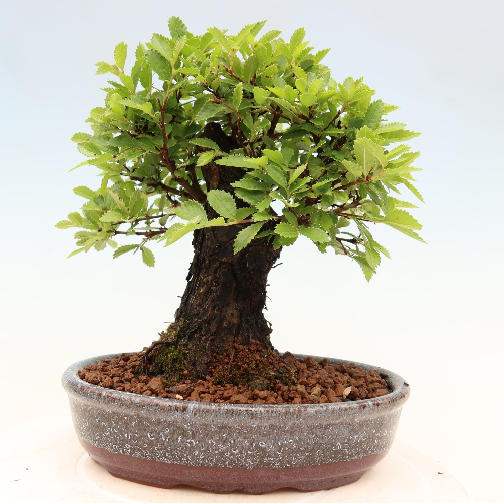 Bonsai zewnętrzne - Zelkova - Zelkova NIRE