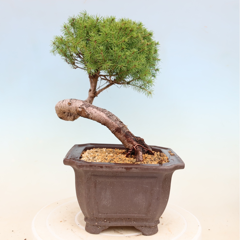 Outdoor bonsai - Świerk pospolity - Picea glauca globe