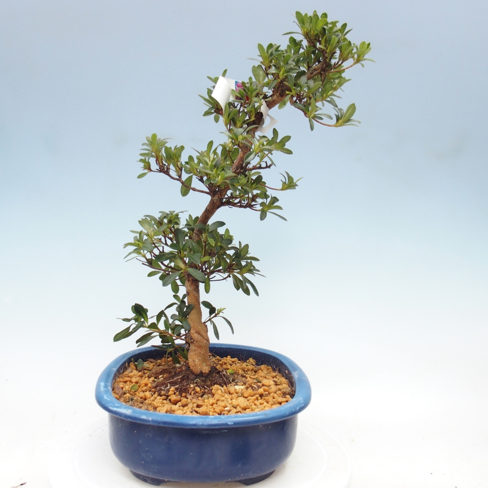 Bonsai zewnętrzne - Azalia japońska - Azalia Santoka