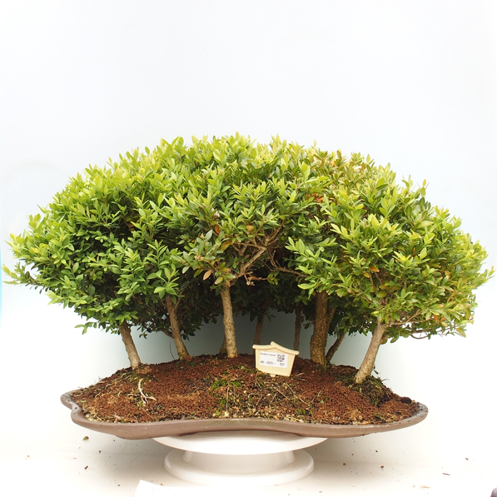 Bonsai ogrodowe - Buxus sempervirens - bukszpan