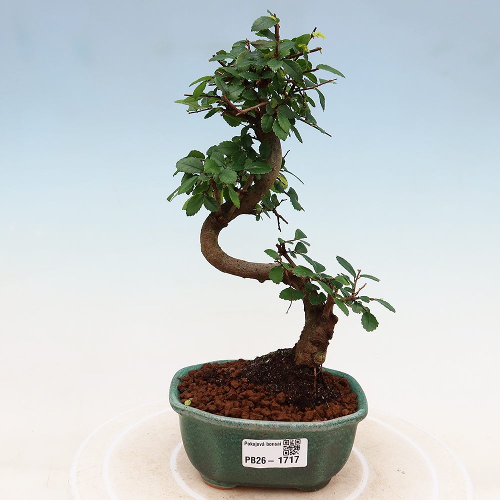 Pokój bonsai - Ulmus parvifolia - Wiąz drobnolistny
