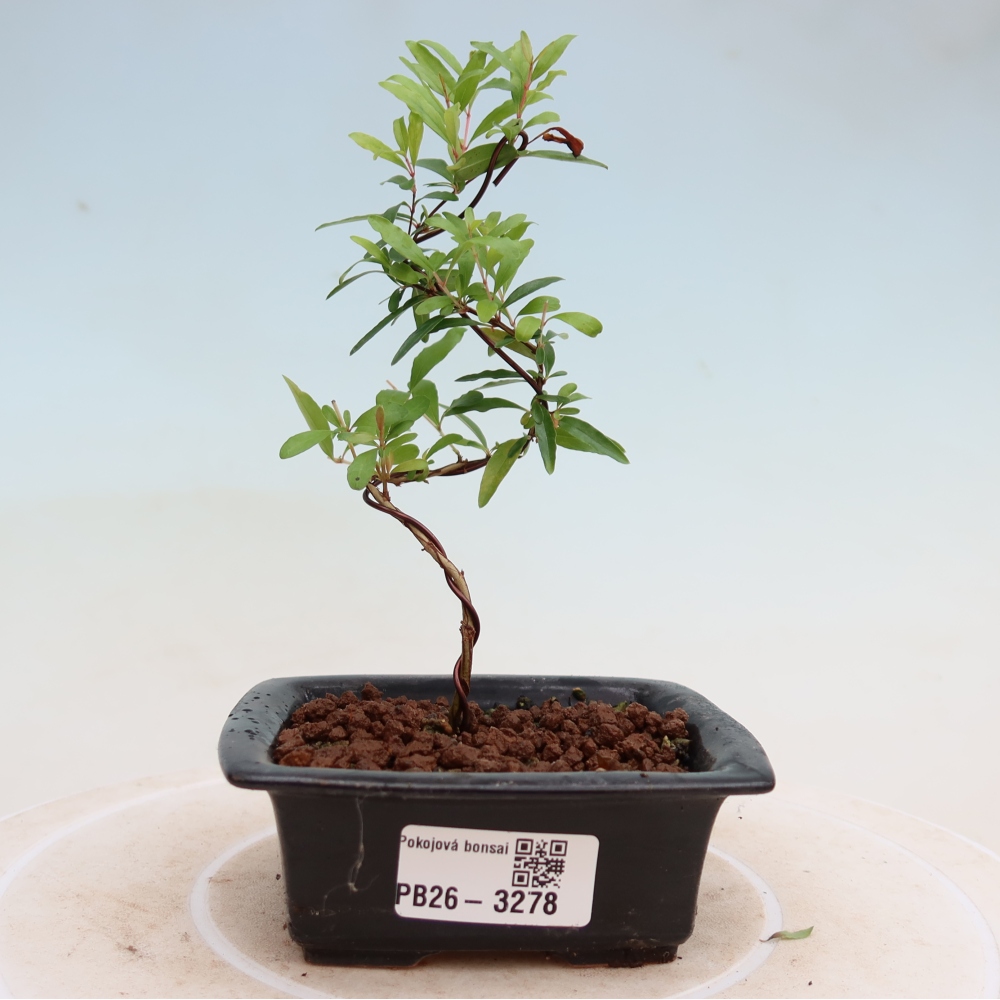 Pokój bonsai - PUNICA granatum nana - jabłko granatu
