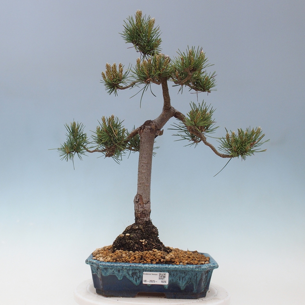 Outdoor bonsai - Pinus Sylvestris - sosna zwyczajna