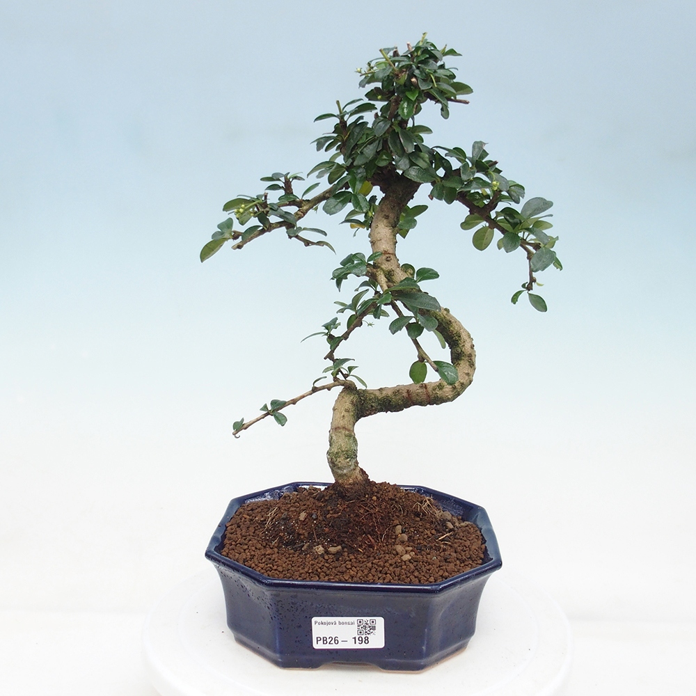 Bonsai pokojowe - Carmona macrophylla - Tea fuki
