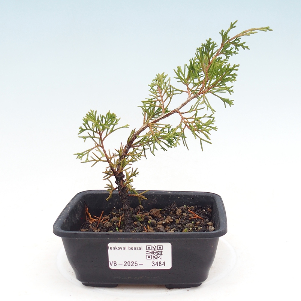 Outdoor bonsai - Juniperus chinensis Itoigawa