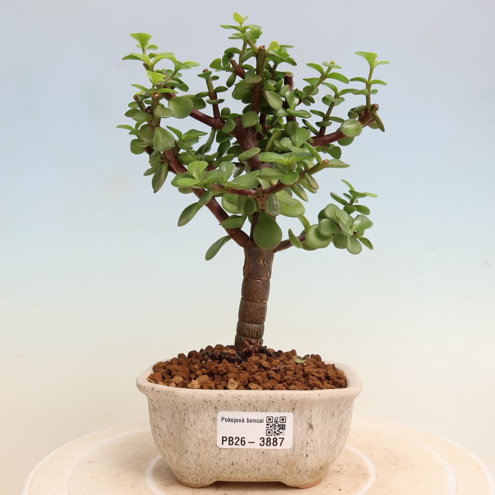 Pokój bonsai - Portulakaria Afra - Tlustice