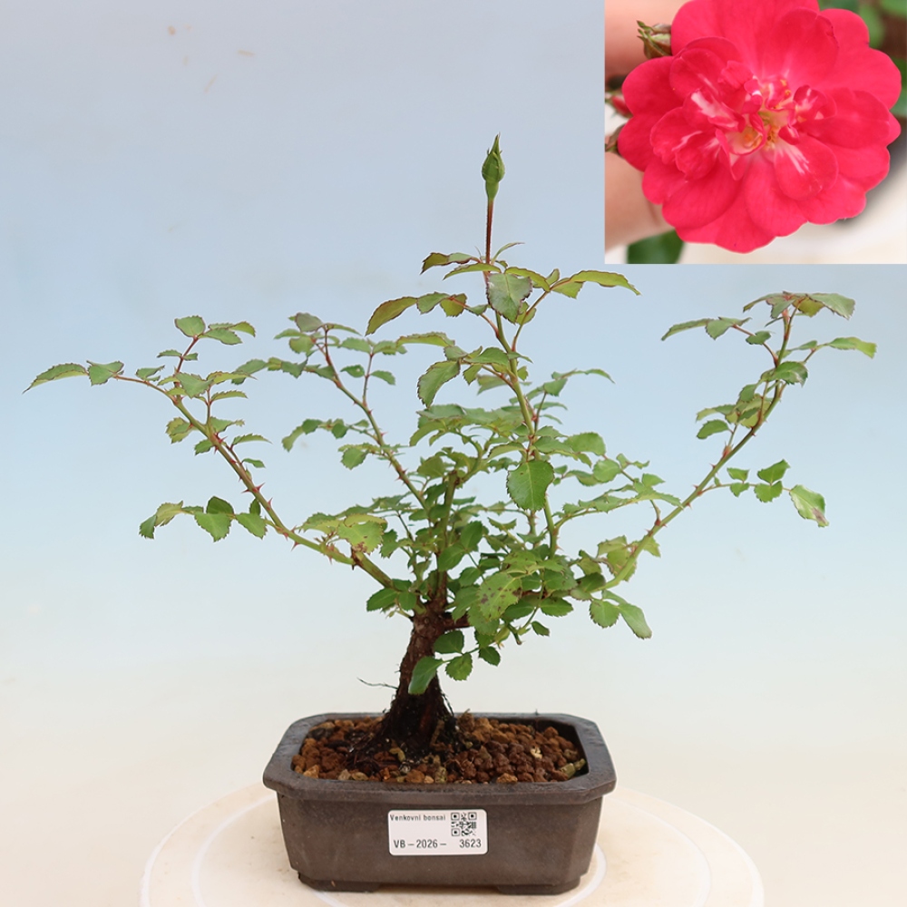 Bonsai ogrodowe – Rosa Kordes – róża