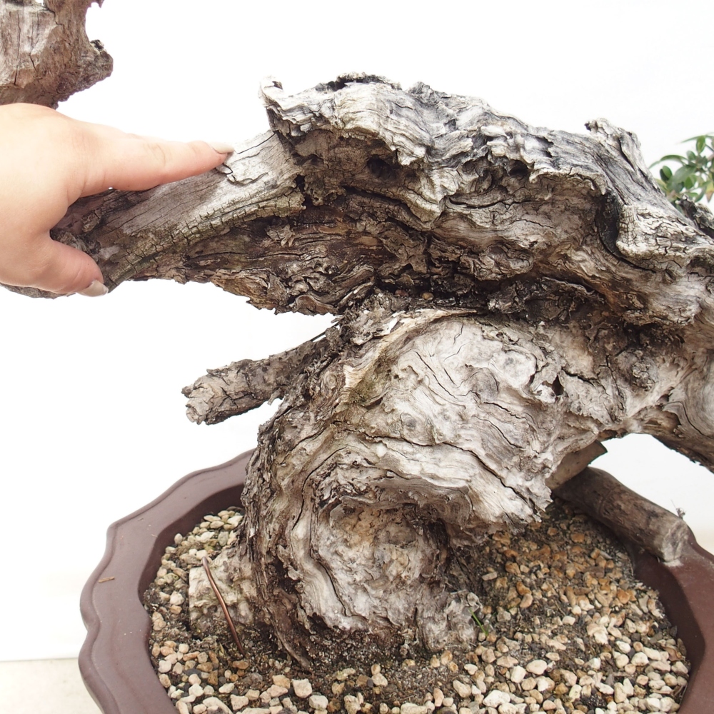 Kryte bonsai - Olea europaea sylvestris - Europejska oliwa z małych liści