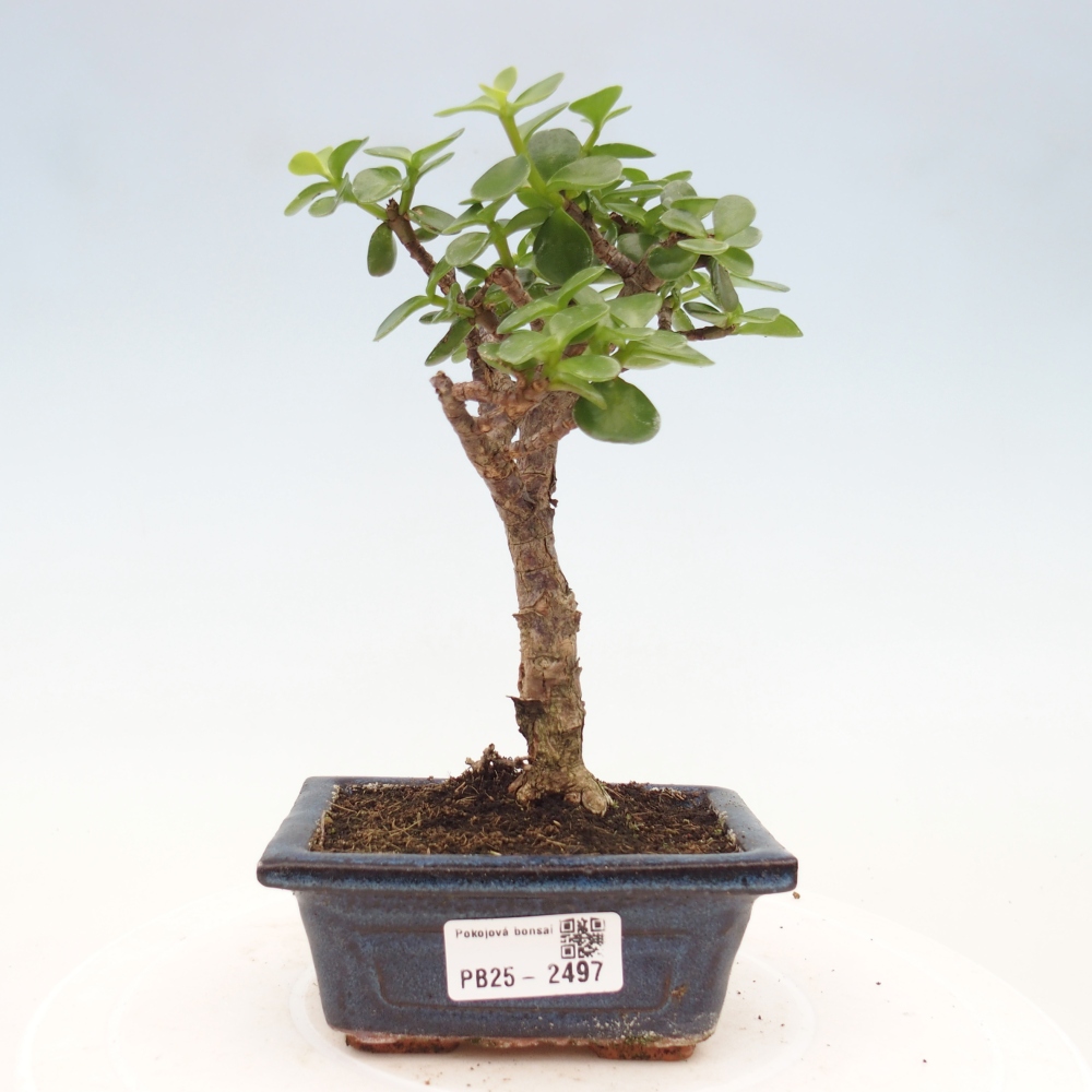 Kryty bonsai - Portulakaria Afra - Tlustice