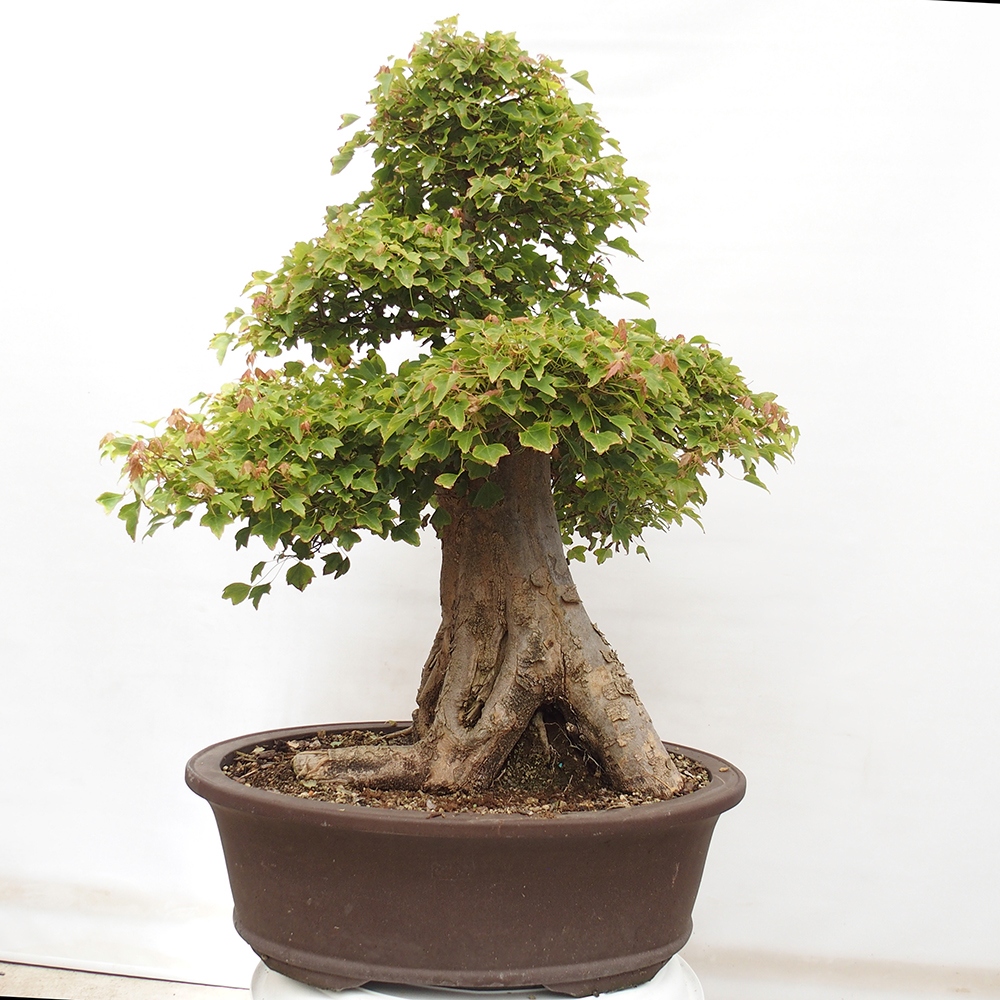 Outdoor bonsai - Maple Buergerianum - Burger Maple