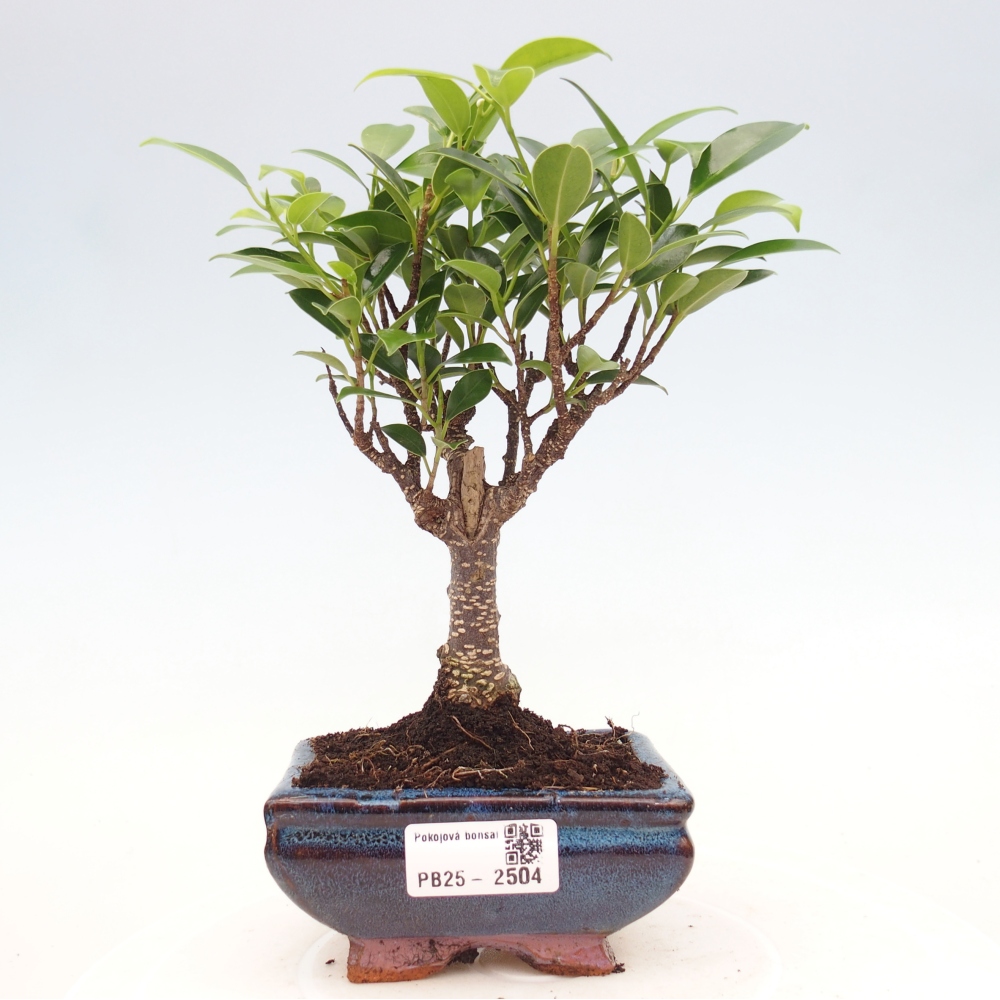 Pokojová bonsai - Ficus retusa - malolistý fíkus